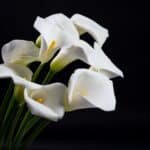 Frases de consuelo para una familia