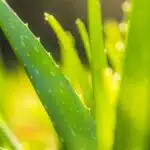 Frases para vender Aloe Vera: Estrategias efectivas de marketing