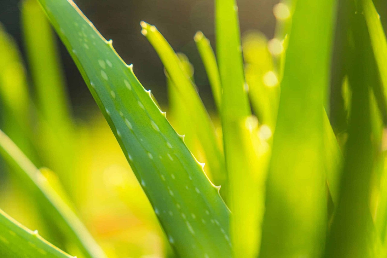 Frases para vender aloe vera