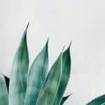 Cómo cultivar Aloe vera en casa: Guía práctica para principiantes